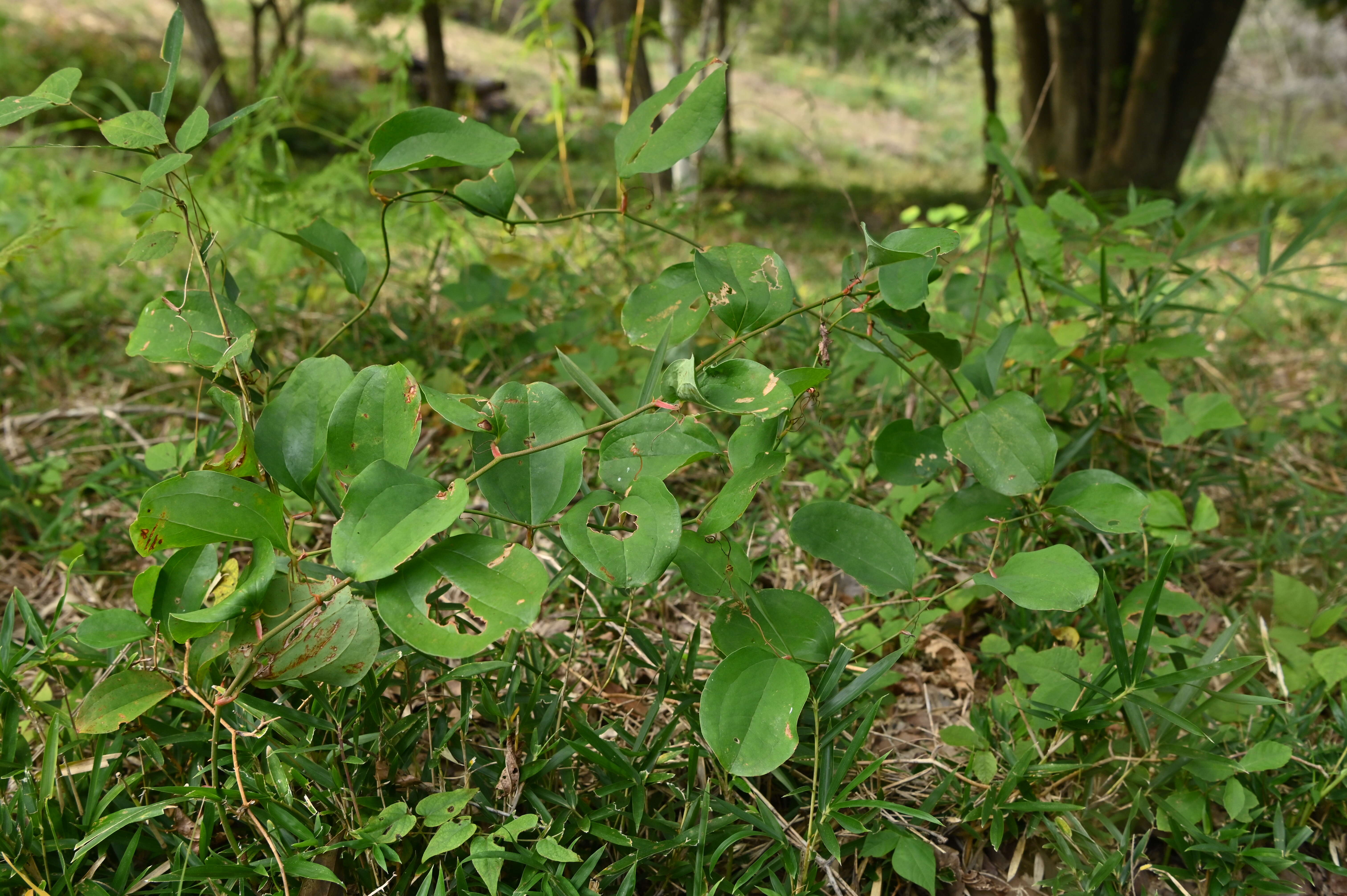 Image of China root