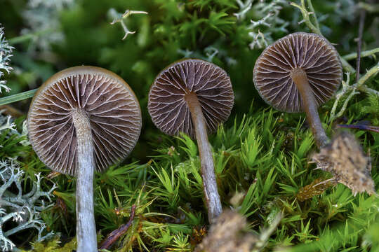 Image of Psilocybe liniformans Guzmán & Bas 1977