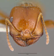 Image of Pogonomyrmex bigbendensis Francke & Merickel 1982