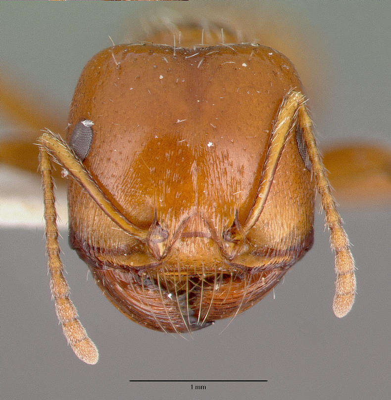 Image of Pogonomyrmex bigbendensis Francke & Merickel 1982