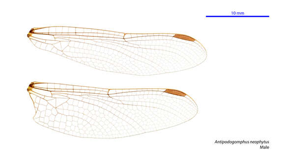 Image of Antipodogomphus neophytus Fraser 1958