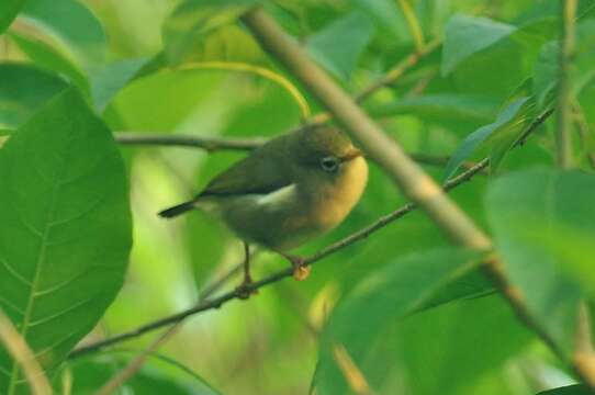 Image of Sao Tome White-eye