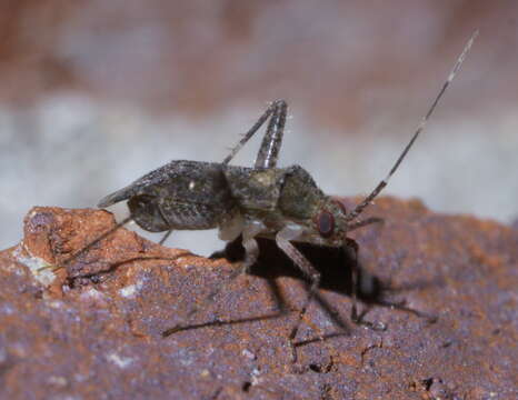 صورة Phytocoris conspurcatus Knight 1920