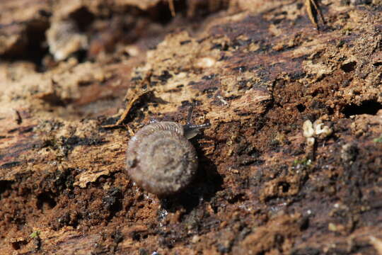 Image of rounded snail