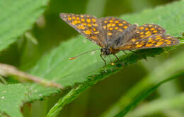 Image of Melitaea athalia