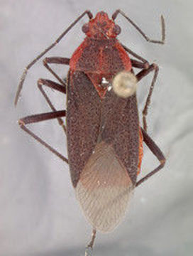 Image of Jadera sanguinolenta (Fabricius 1775)