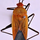Image of Leptocoris abdominalis taprobanensis (Dallas 1852)