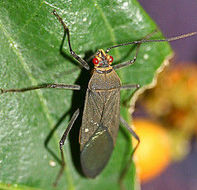 Leptocoris aethiops (Distant 1901) resmi