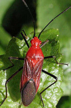 Image of Leptocoris insularis Kirkaldy 1908