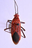 Leptocoris isolatus isolatus (Distant 1914) resmi