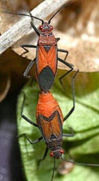 Image of Leptocoris mutilatus (Gerstaecker 1873)