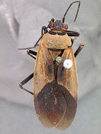 Leptocoris nigrofasciatus (Distant 1914) resmi