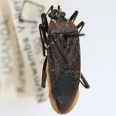 <i>Leptocoris obscura</i> resmi