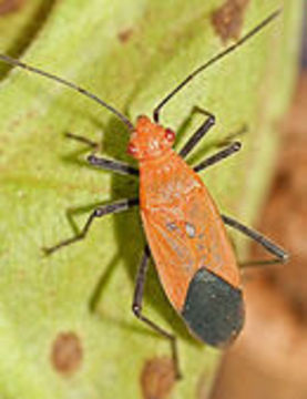 Leptocoris productus Göllner-Scheiding 1980 resmi