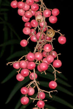 Image of Peruvian peppertree