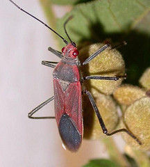 Leptocoris rufomarginatus (Fabricius 1794) resmi