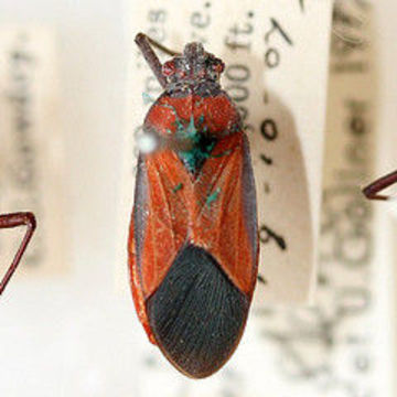 Image of Leptocoris stehliki Göllner-Scheiding 1980