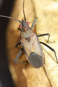 Leptocoris teyrovskyi Göllner-Scheiding 1980 resmi