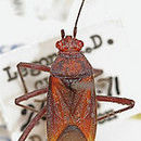 Image of Leptocoris wagneri Göllner-Scheiding 1980