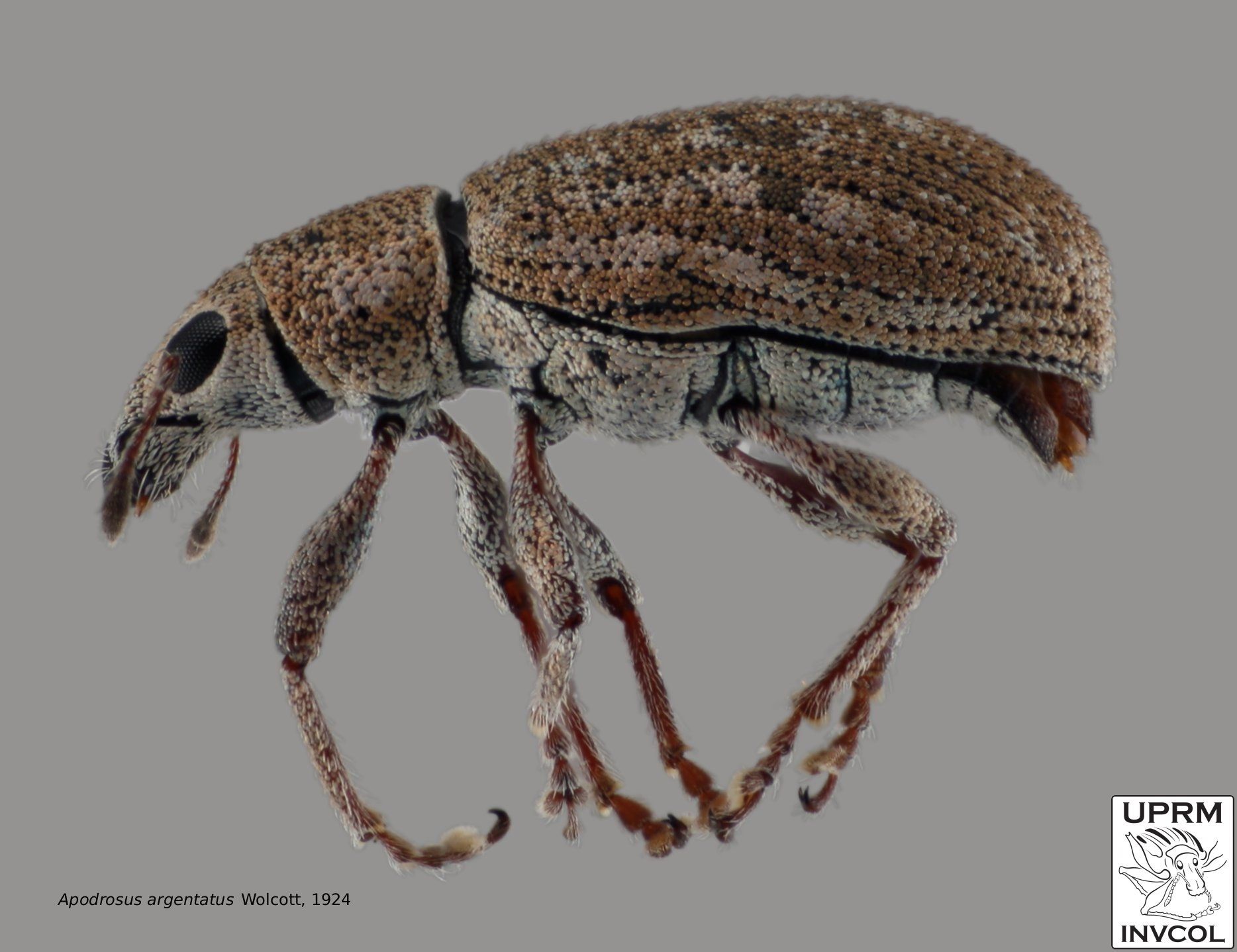 Image of Apodrosus argentatus Wolcott 1924