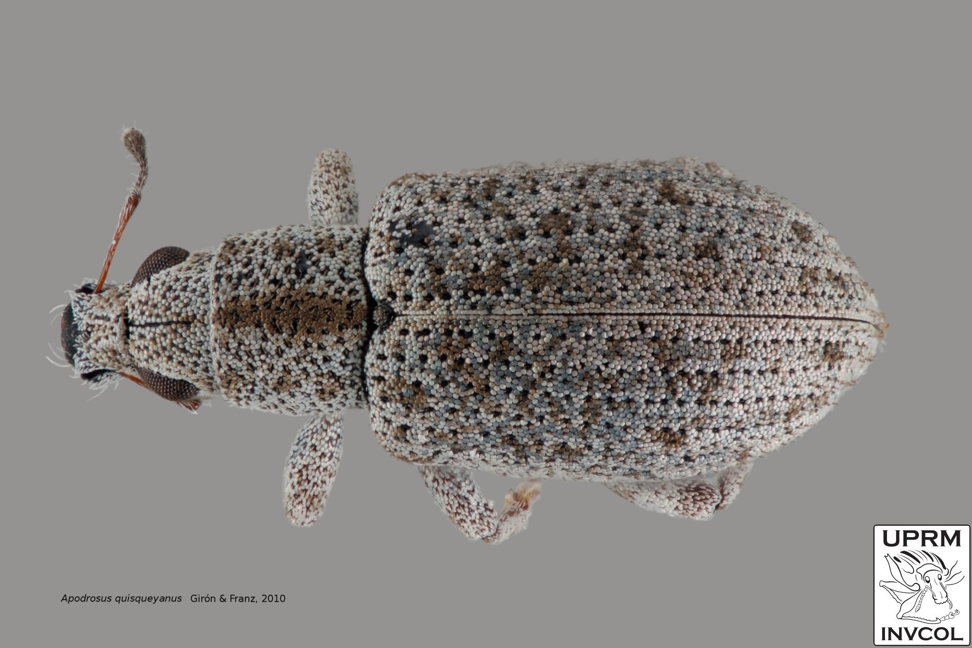 Image of Apodrosus quisqueyanus Giron & Franz 2010