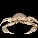 Image of globose sand crab