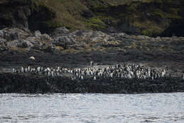 Image of King Penguin