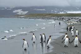 Image of King Penguin