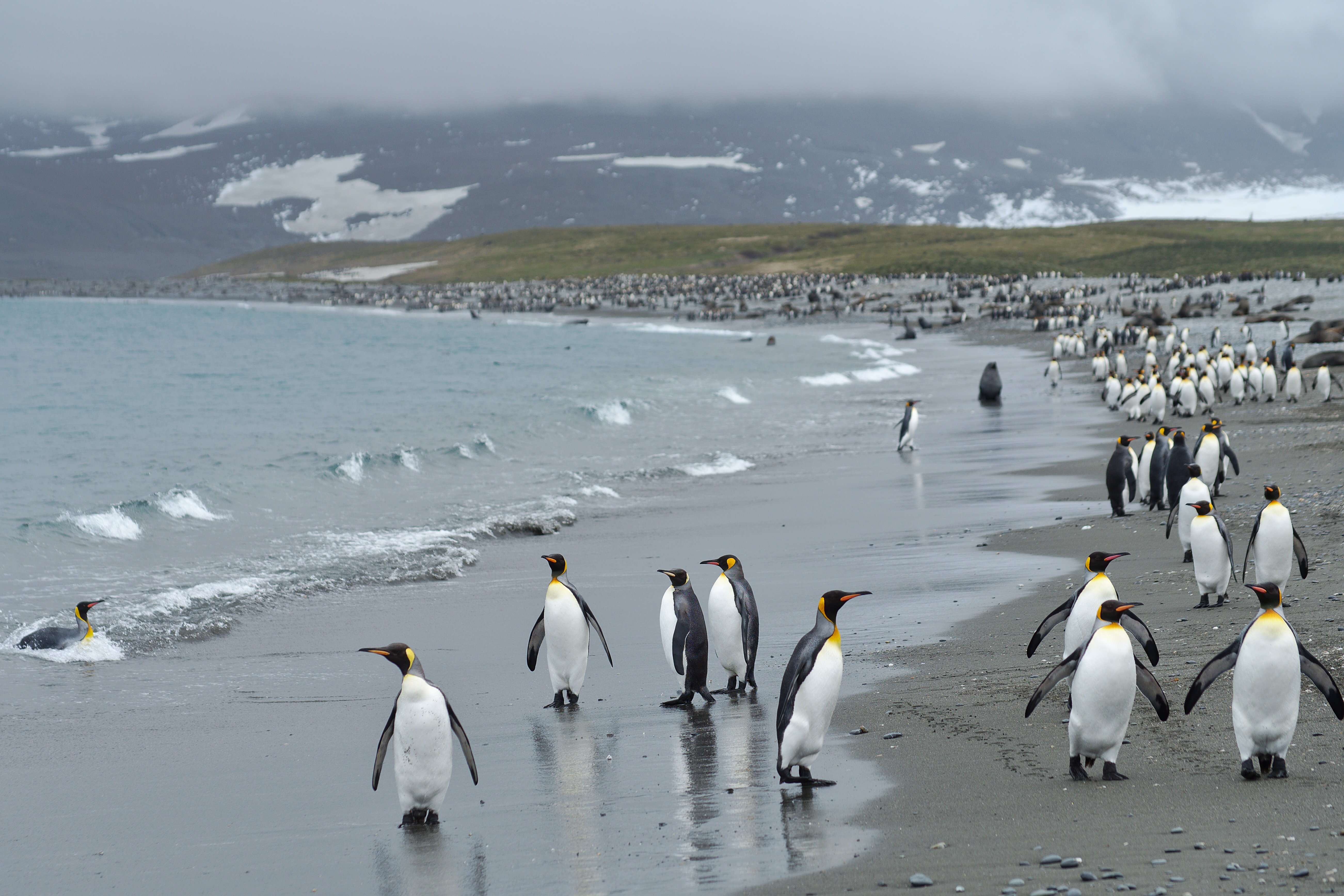 Image of King Penguin