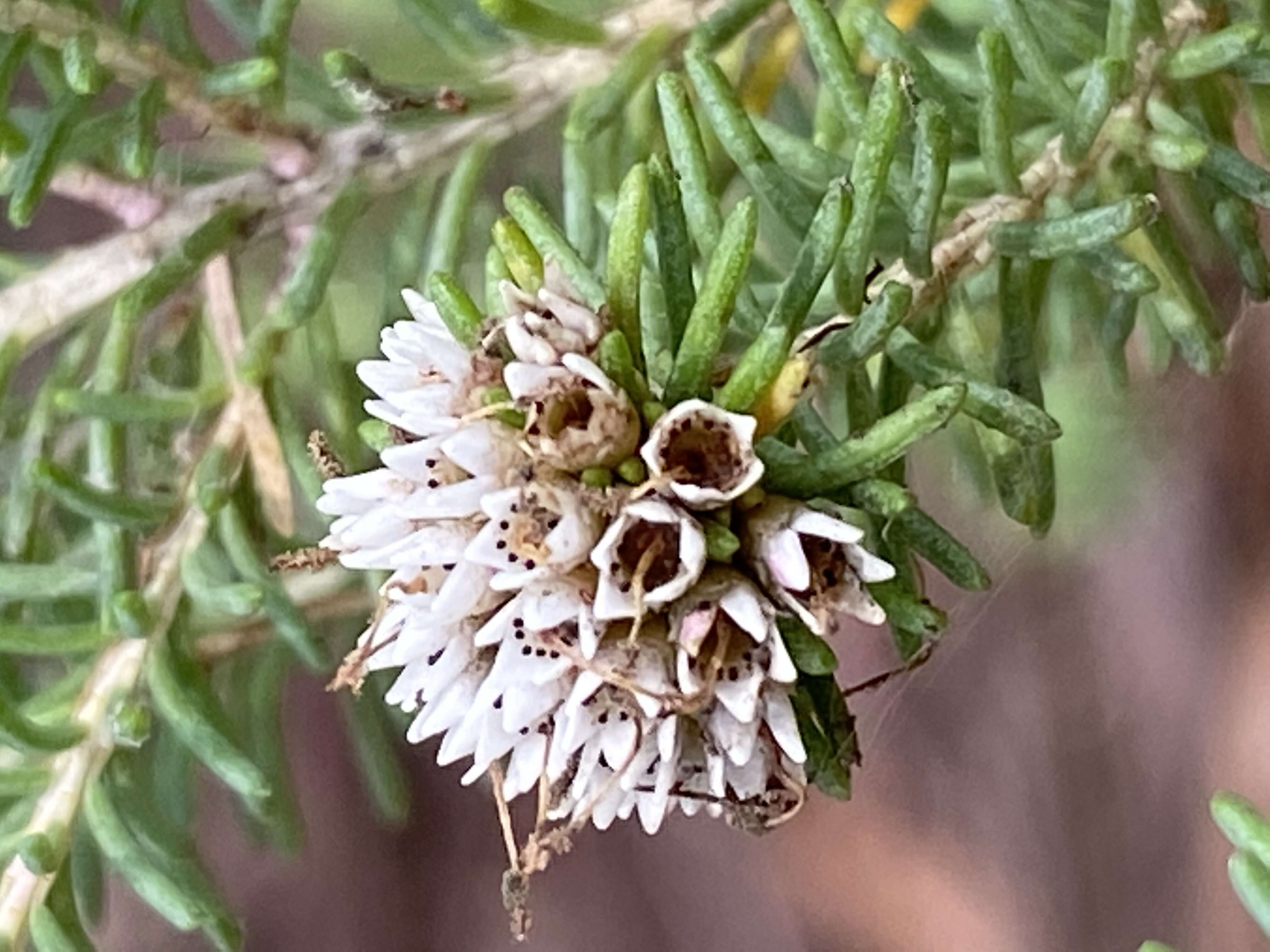 Sivun Darwinia diosmoides (DC.) Benth. kuva