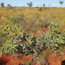Image of Acacia validinervia Maiden & Blakely