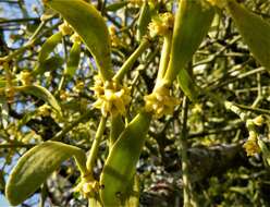 Image of European mistletoe