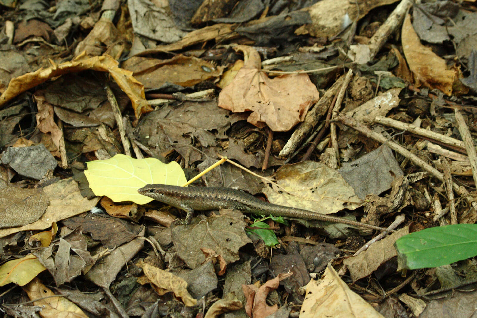 Image of Seychelles skink