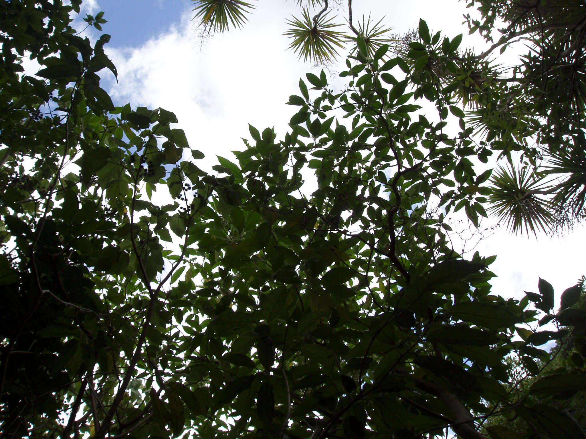 Image of earleaf nightshade