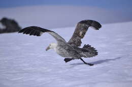 Image of Antarctic Giant-Petrel