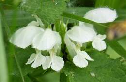 Image of white deadnettle