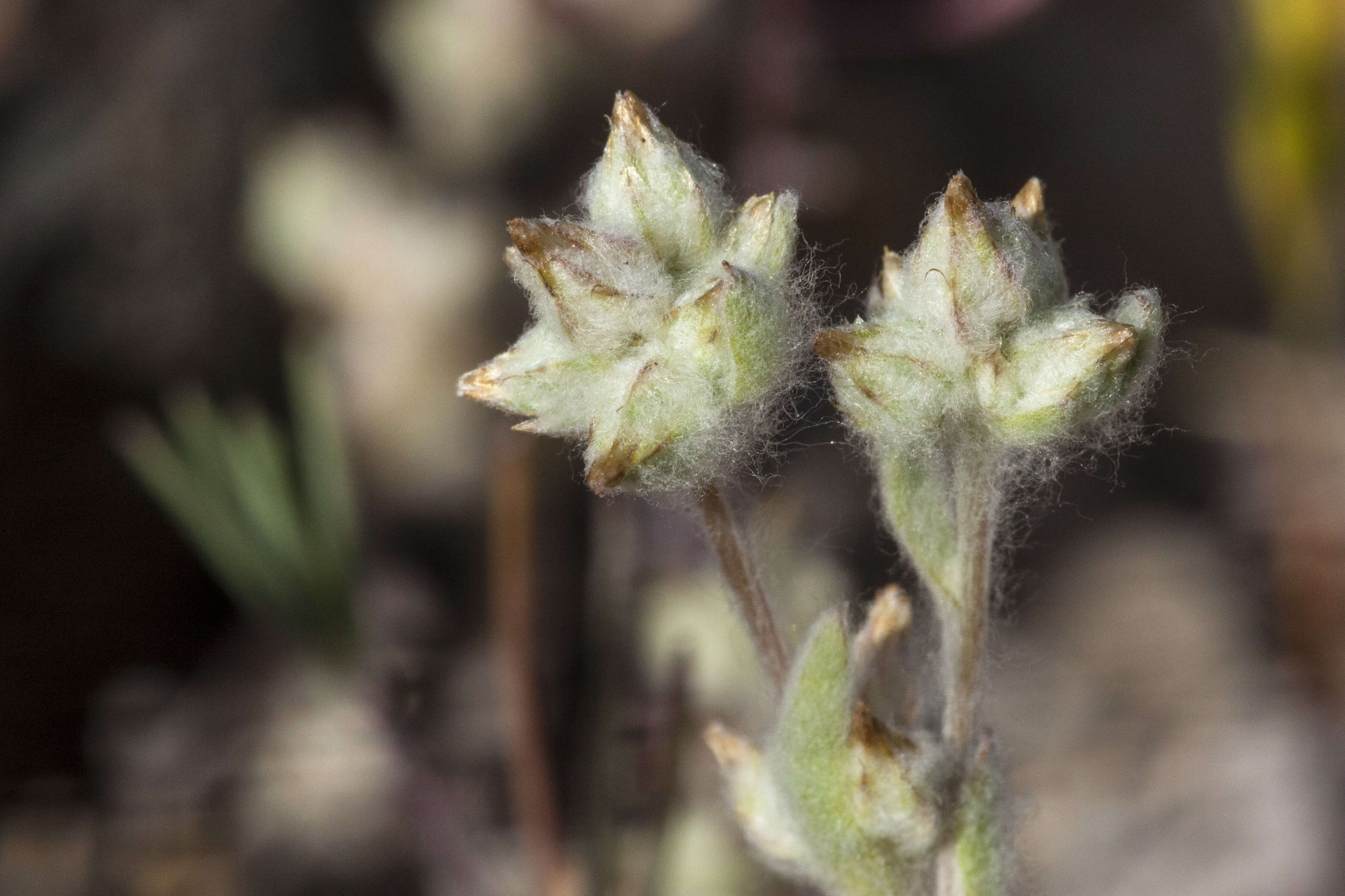 Logfia californica (Nutt.) J. Holub resmi