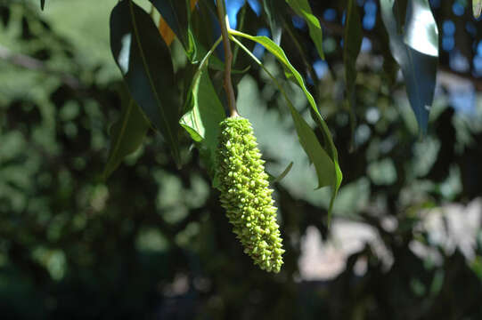 Image of Maple silkwood