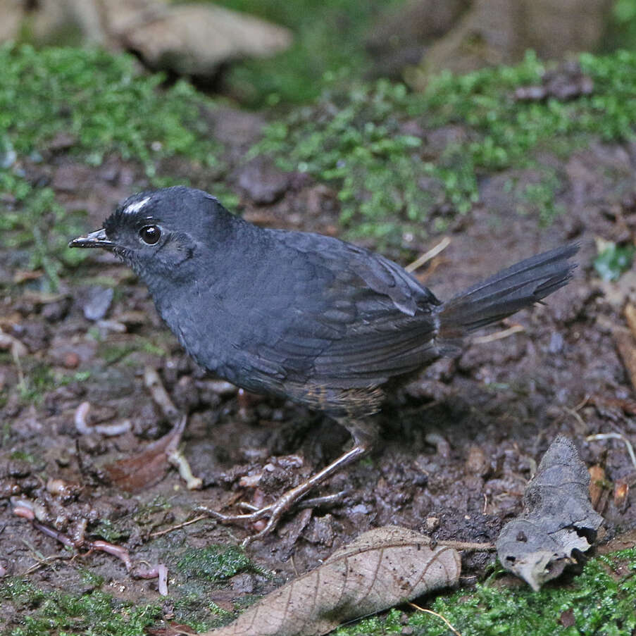 Image of Northern White-crowned Tapaculo