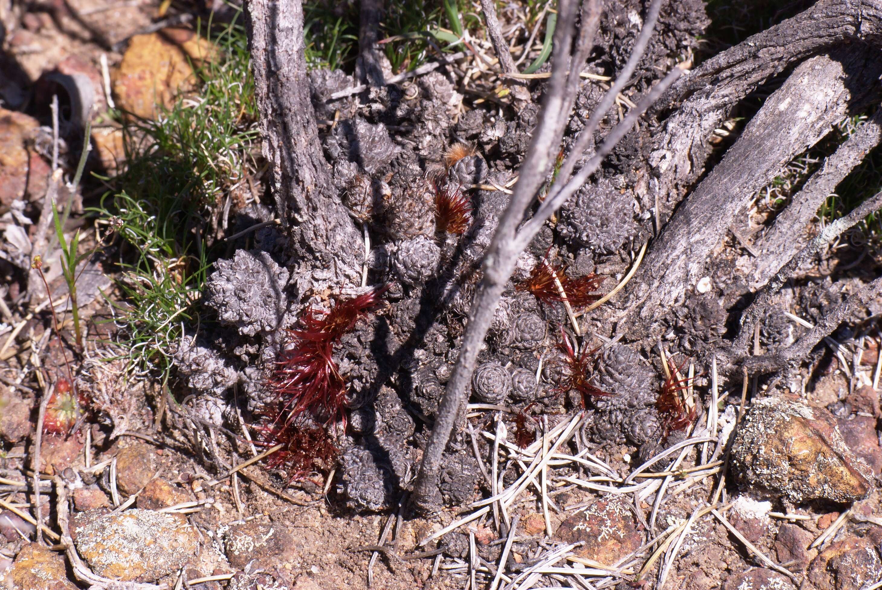 Image of Allocasuarina grevilleoides (Diels) L. A. S. Johnson