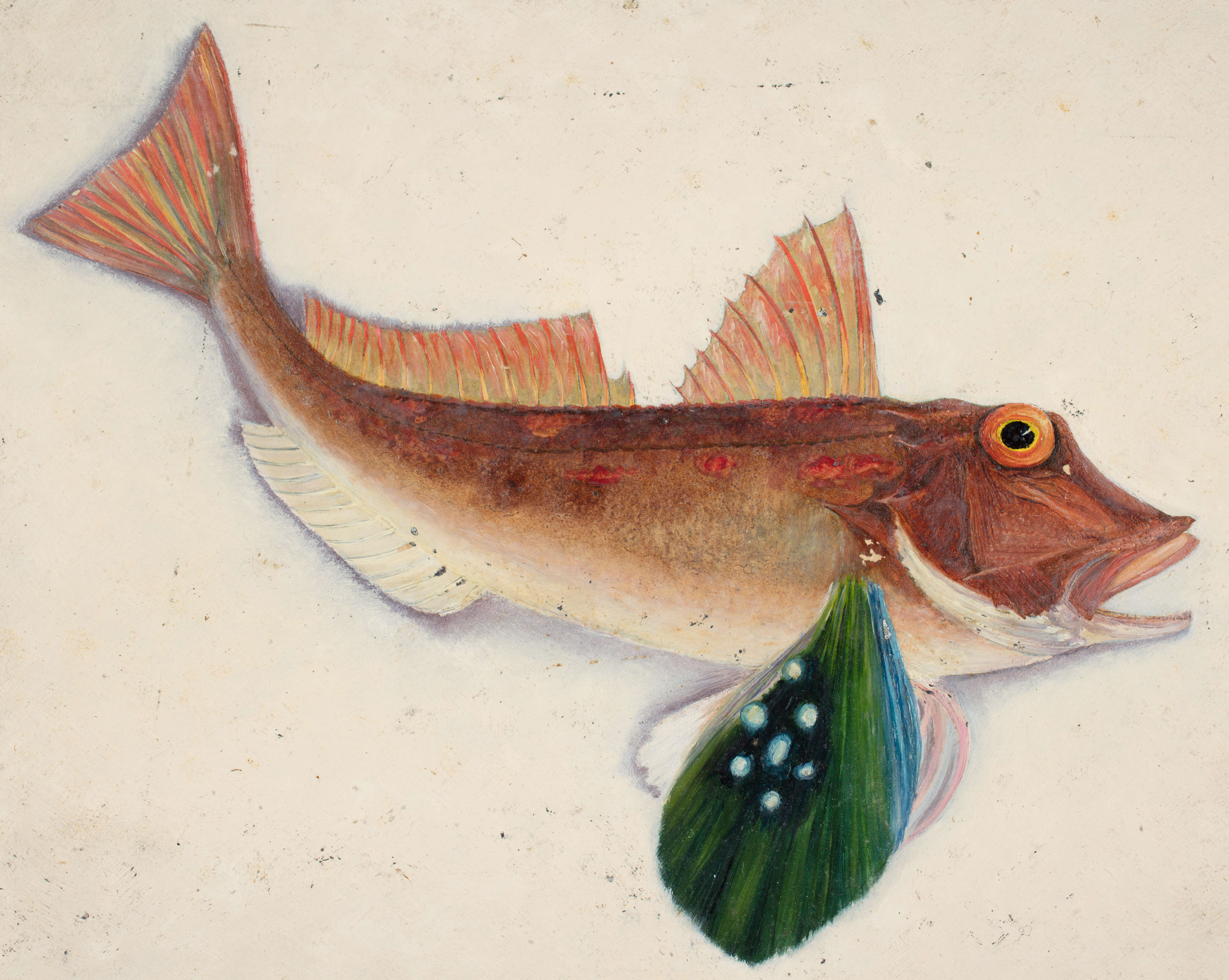 Image of Scaly gurnard