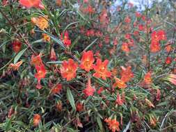 Image of red bush monkeyflower