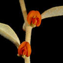 Image of Tephrosia arenicola Maconochie