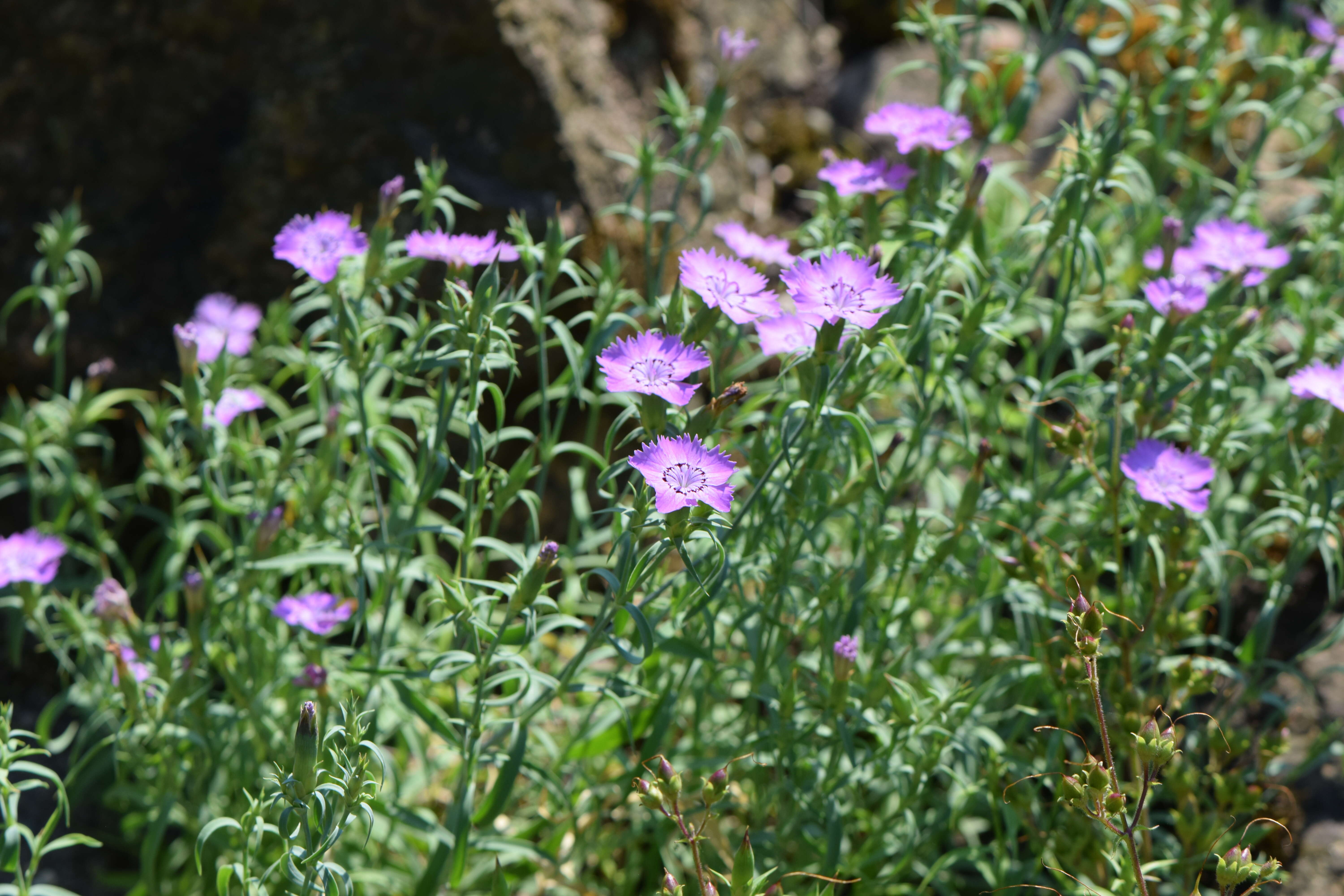 Image of China pink