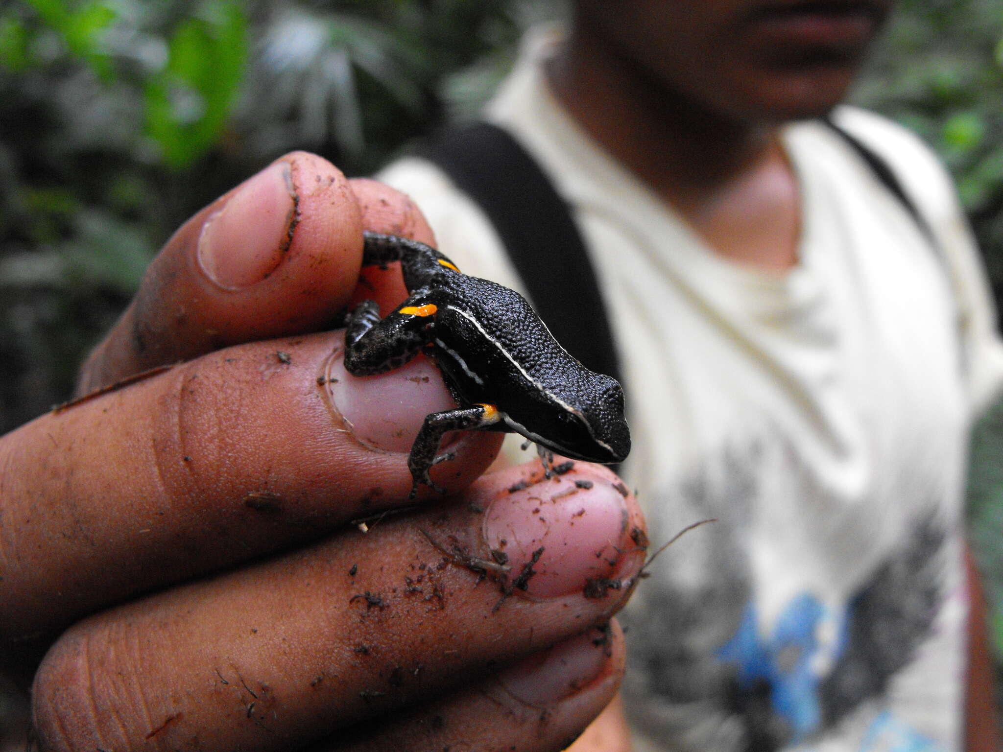 Ameerega picta (Tschudi 1838) resmi