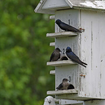 Image of Purple Martin