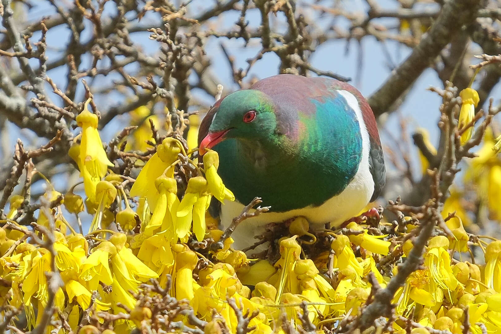 Image of Kererū