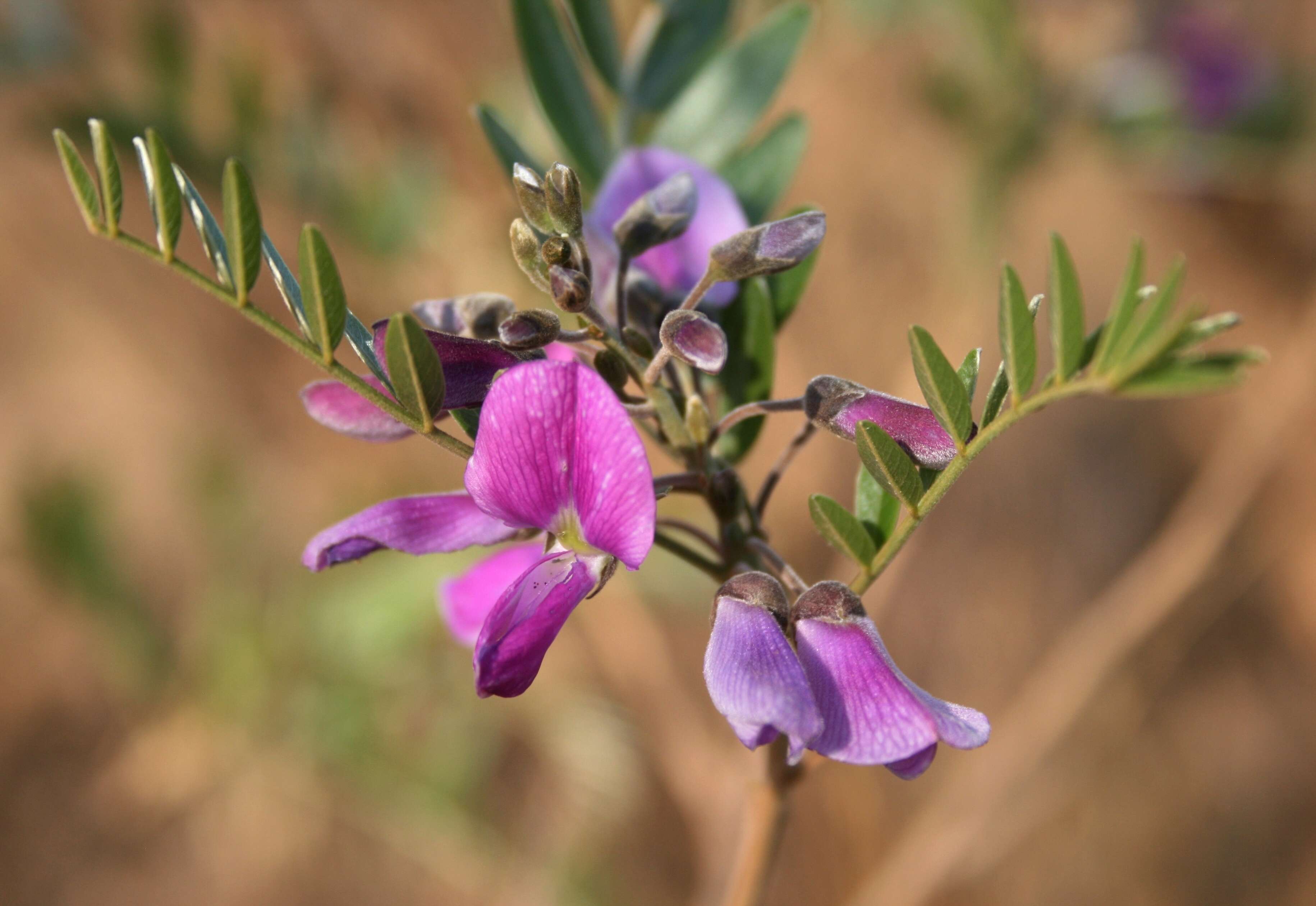 Image of Cork bush