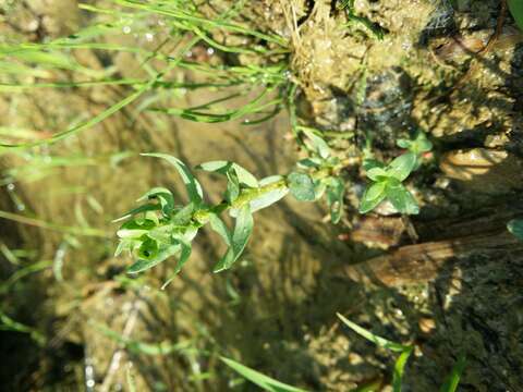 Image of Grass-poly