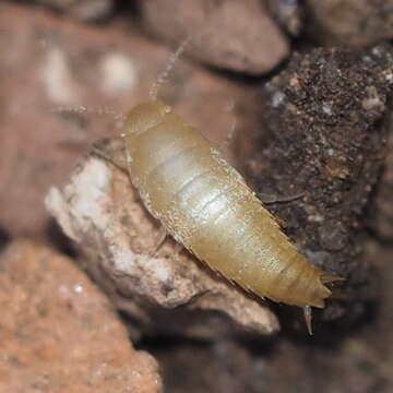 Image of subterranean silverfish